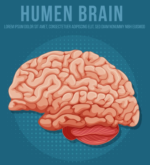 Vector gratuito Órgano interno humano con cerebro