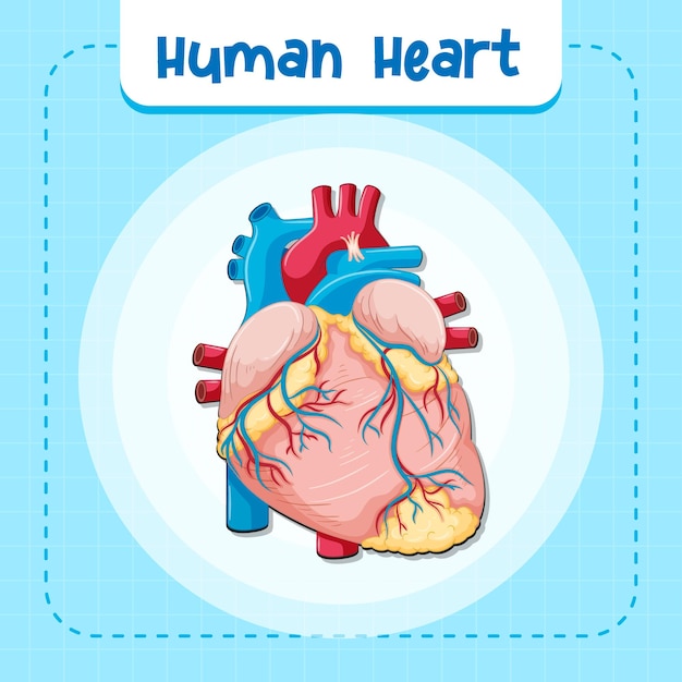 Órgano interno humano con corazón