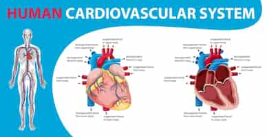 Vector gratuito Órgano interno humano con corazón