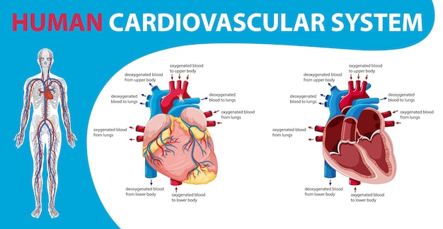 Órgano interno humano con corazón
