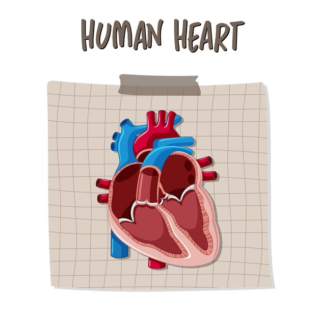 Órgano interno humano con corazón