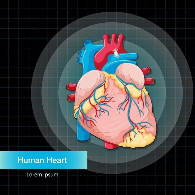 Órgano interno humano con corazón