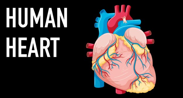 Órgano interno humano con corazón