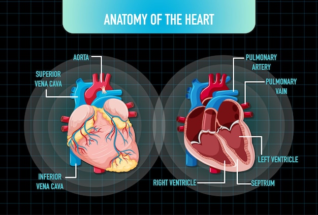 Vector gratuito Órgano interno humano con corazón