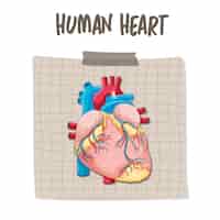 Vector gratuito Órgano interno humano con corazón