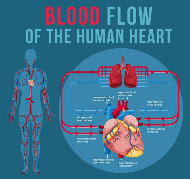 Órgano interno humano con corazón