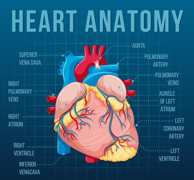Órgano interno humano con corazón