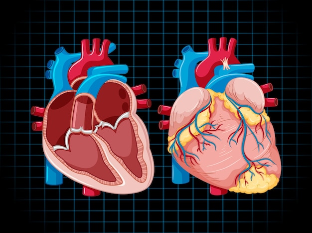 Vector gratuito Órgano interno humano con corazón