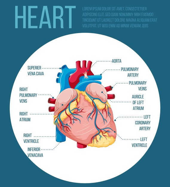 Órgano interno humano con corazón