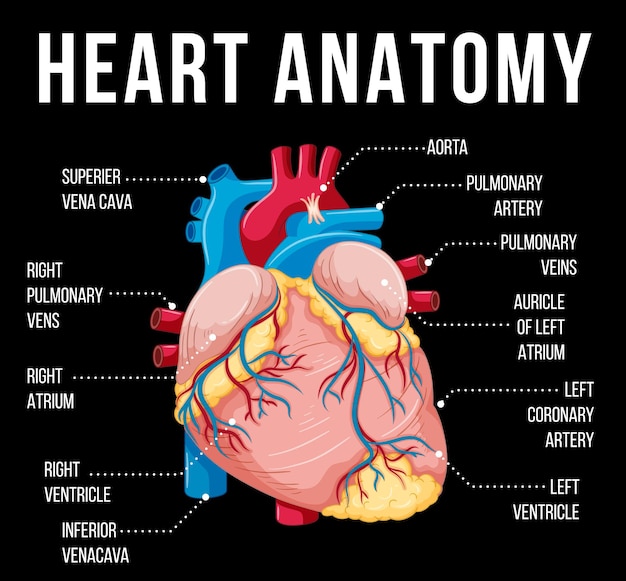 Órgano interno humano con corazón