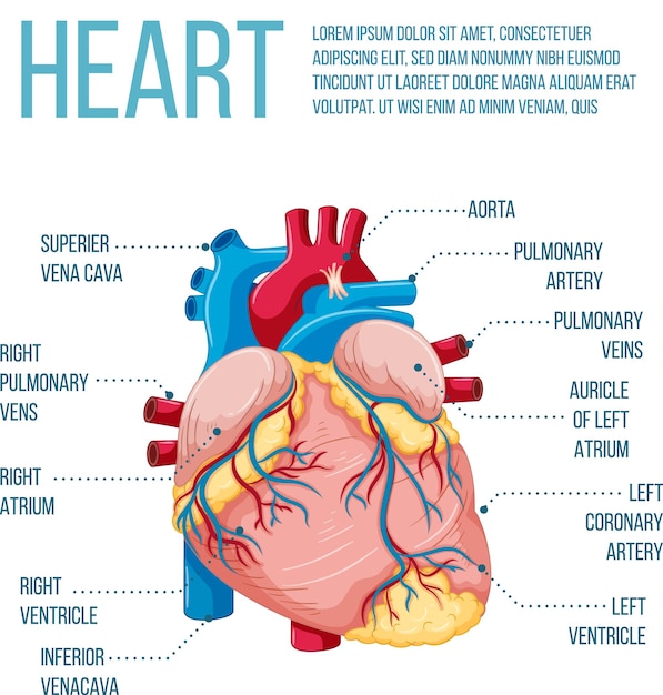 Órgano interno humano con corazón