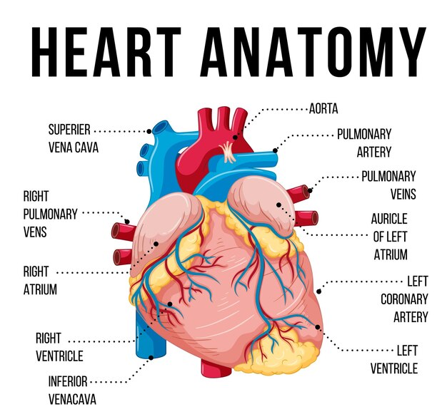 Órgano interno humano con corazón