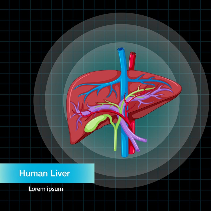 Vector gratuito órgano interno humano con hígado