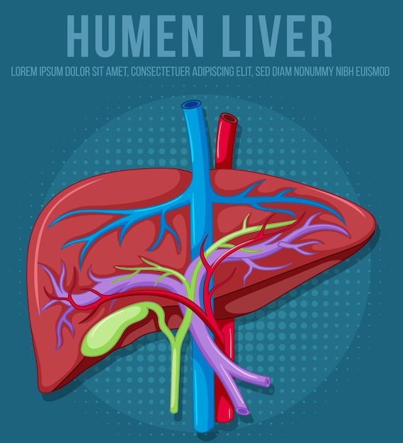 Vector gratuito Órgano interno humano con hígado