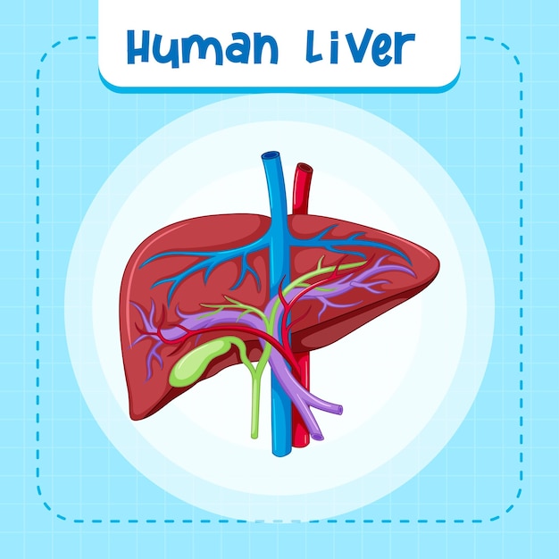 Vector gratuito Órgano interno humano con hígado