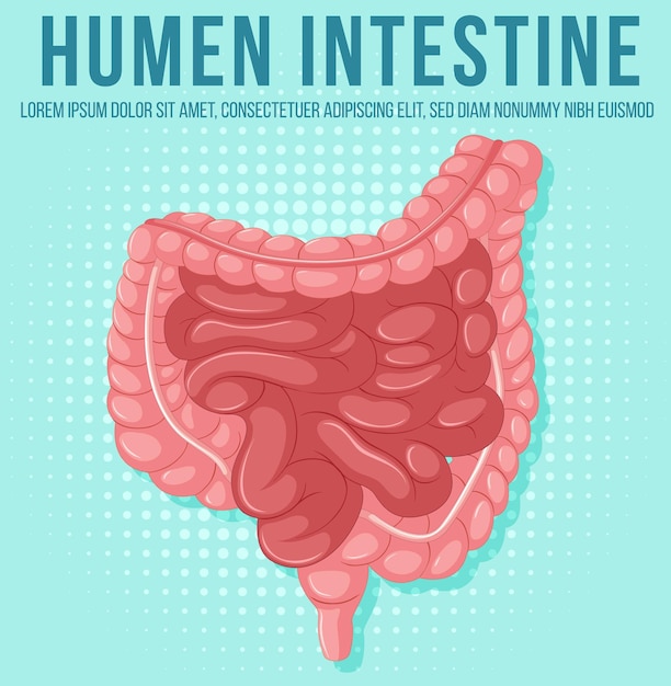 Vector gratuito Órgano interno humano con intestino