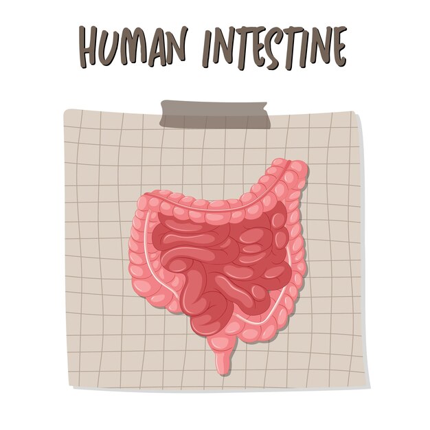 Órgano interno humano con intestino
