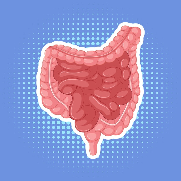 Órgano interno humano con intestino