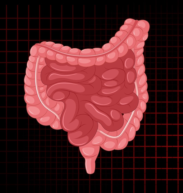 Vector gratuito Órgano interno humano con intestino