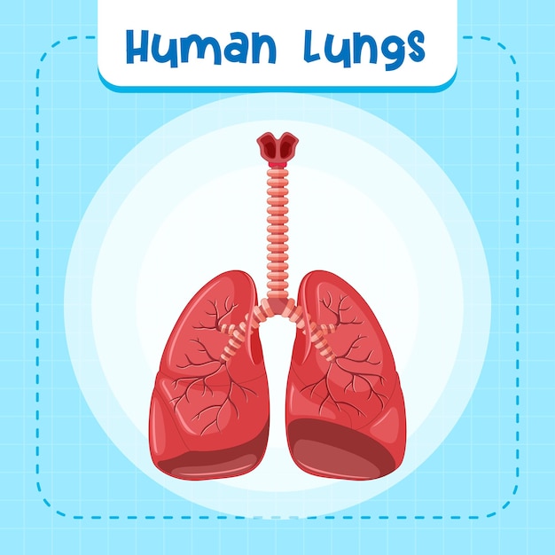 Vector gratuito Órgano interno humano con pulmones