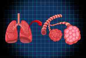 Vector gratuito Órgano interno humano con pulmones