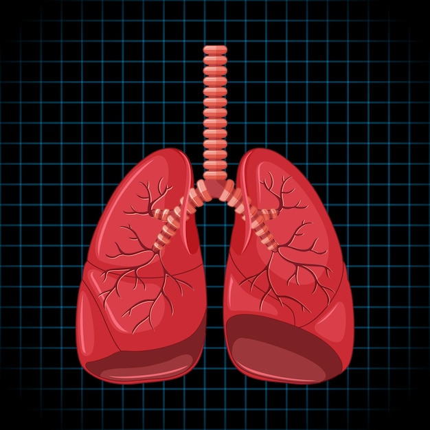 Órgano interno humano con pulmones