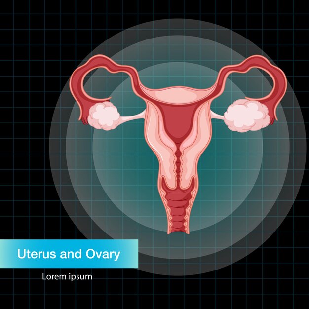Órgano interno humano con útero