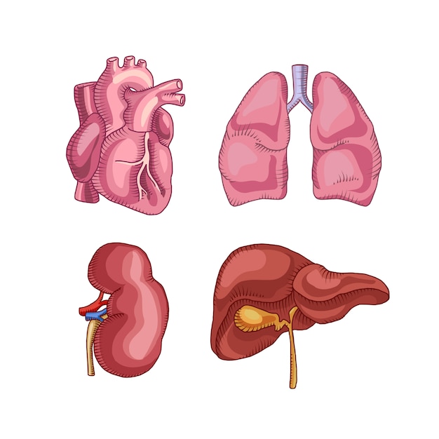 órganos humanos. corazón hígado riñones pulmones.