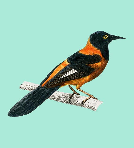 Oriole de capucha negra (Xanthornus aurantius) ilustrado por Charles Dessalines D&#39;Orbigny