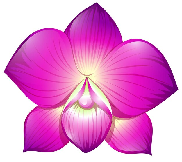 Orquídea en color morado