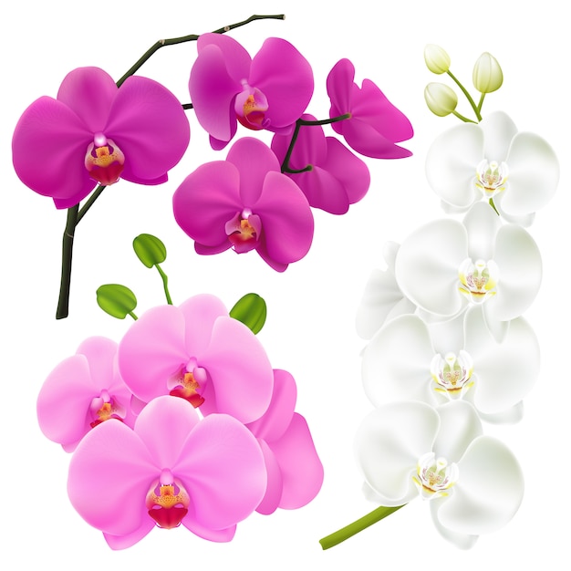 Vector gratuito orquídeas flores realista conjunto colorido