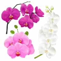 Vector gratuito orquídeas flores realista conjunto colorido