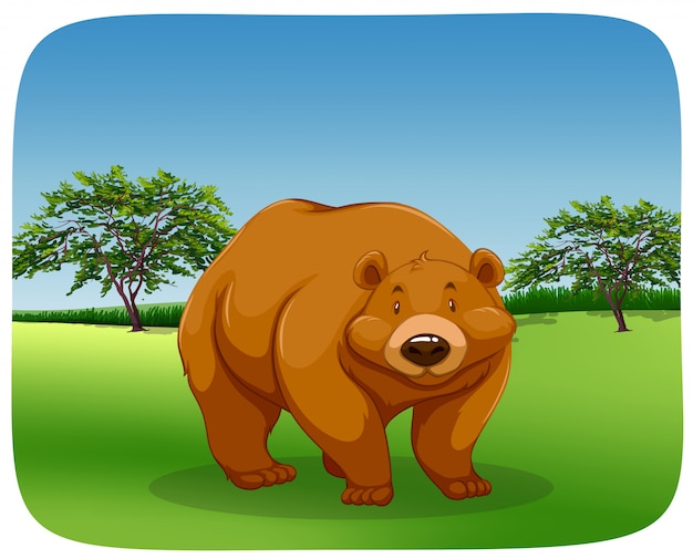 Oso en un campo