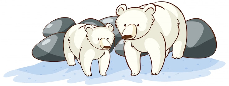 Vector gratuito osos polares en blanco