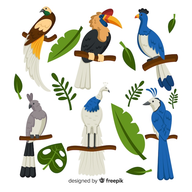 Vector gratuito pack de aves exóticas planas