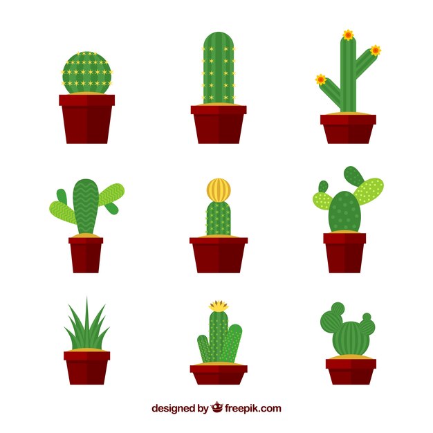 Pack básico de cactus con diseño plano