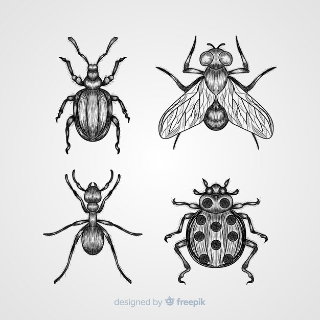 Pack bocetos de insectos dibujados a mano