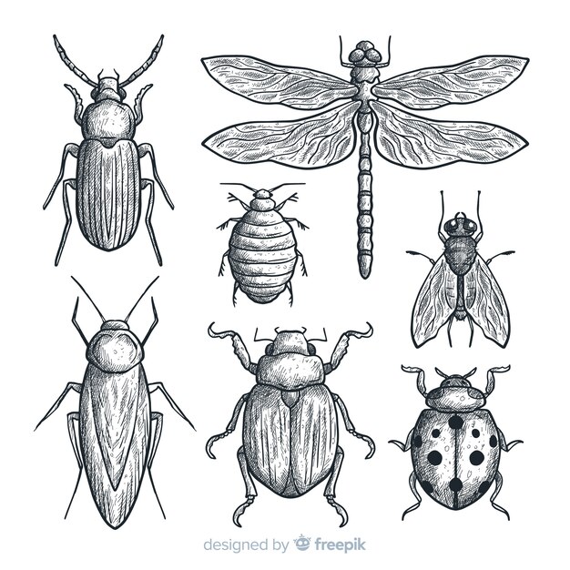Pack bocetos de insectos realistas dibujados a mano