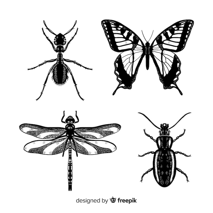Vector gratuito pack bocetos de insectos realistas dibujados a mano