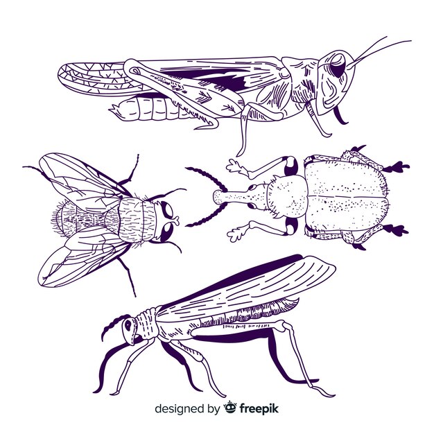 Pack bocetos de insectos realistas dibujados a mano
