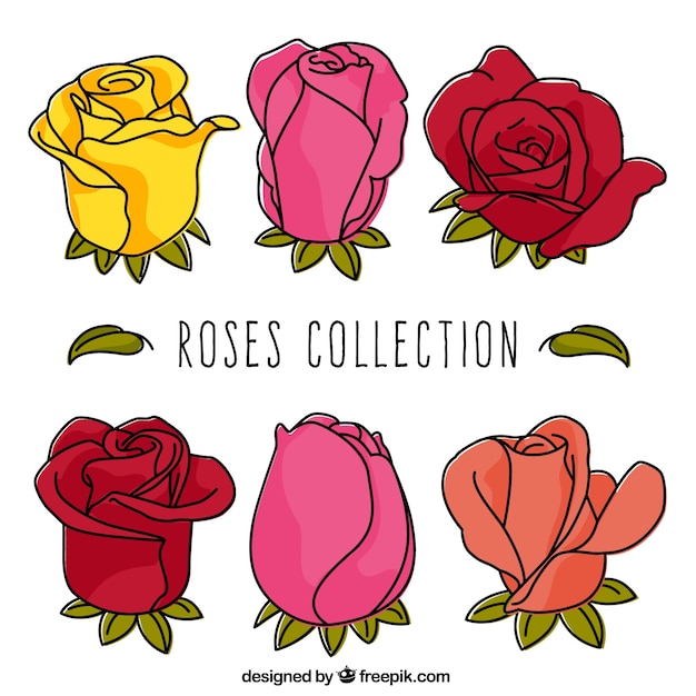 Vector gratuito pack bonito de rosas con diferentes colores