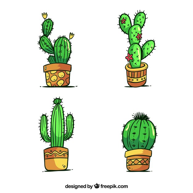 Pack de cactus