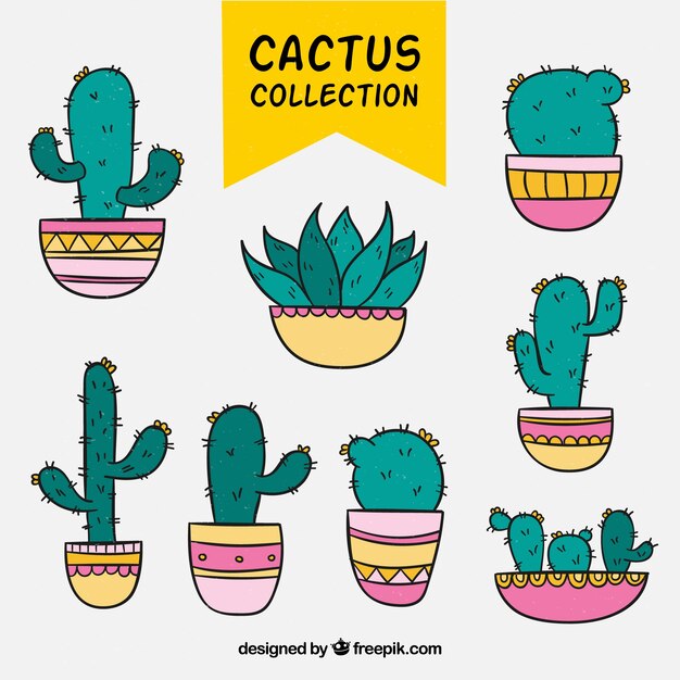 Pack divertido de cactus coloridos