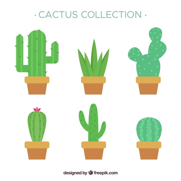 Pack divertido de cactus planos