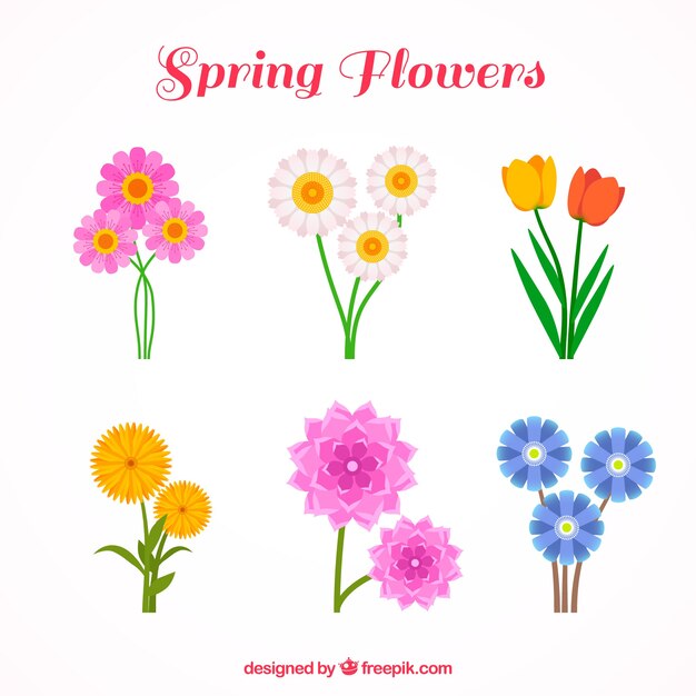 Pack de flores de colores
