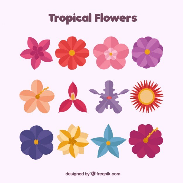 Pack de hermosas flores
