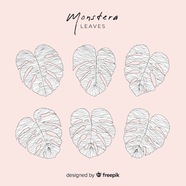 Pack hojas monstera sin color