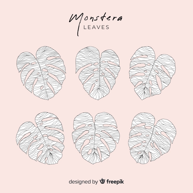 Vector gratuito pack hojas monstera sin color