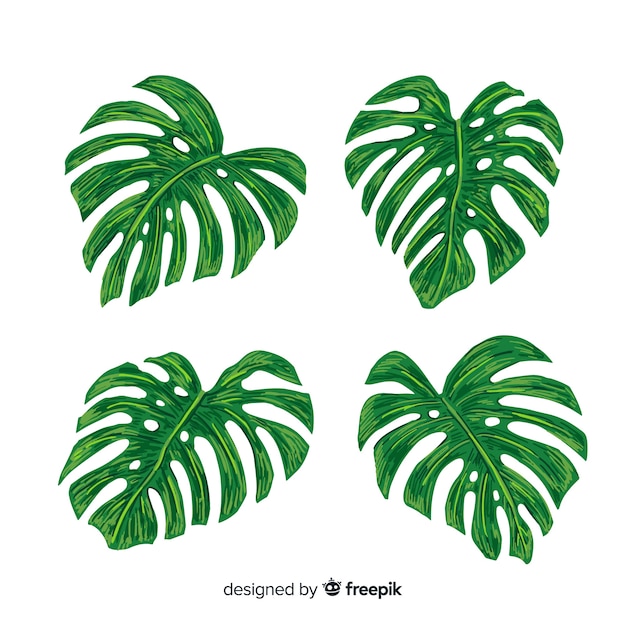 Vector gratuito pack hojas de monstera dibujadas a mano