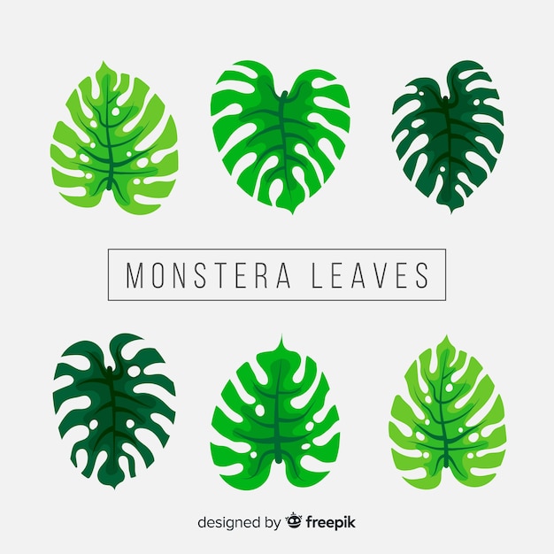 Pack hojas monstera dibujadas a mano